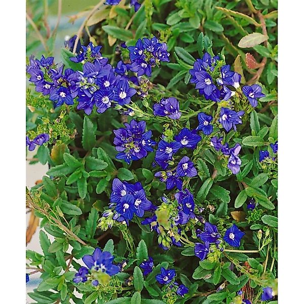 Veronica Prostrata Nestor Ehrenpreis Blau Ca. 9x9 cm Topf günstig online kaufen