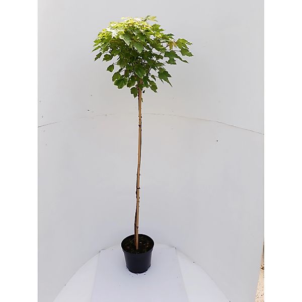 Pflanzen-Boering Kugelahorn Hochstamm Gesamthöhe 250 cm Stammhöhe 180 cm Ac günstig online kaufen