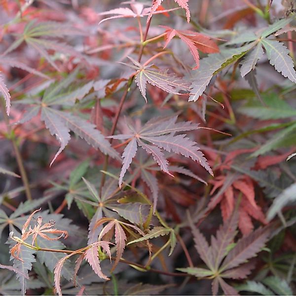 Fächerahorn Sumi-nagashi 100-125cm - Acer palmatum günstig online kaufen