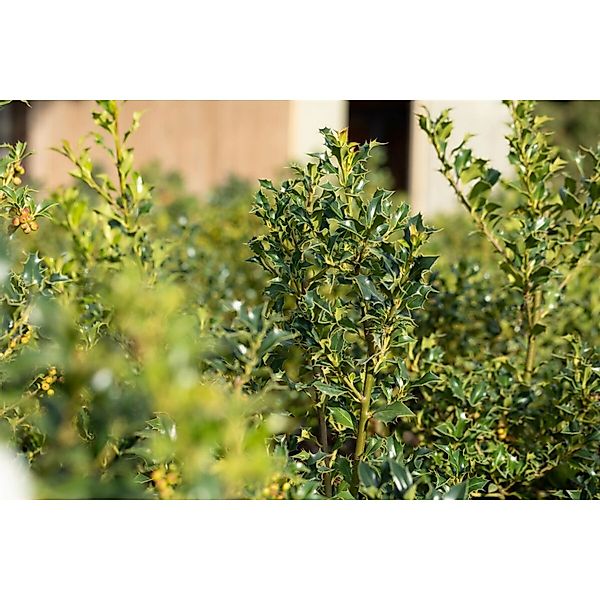 Ilex aquifolium 'Alaska' 120 cm Stammhöhe günstig online kaufen