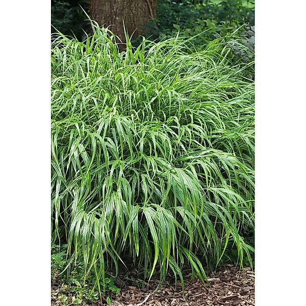 Hakonechloa Macra Greenhills Japanisches Berggras Ca. 11x11 cm Topf günstig online kaufen