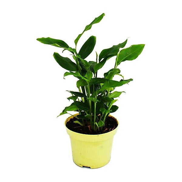 Exotenherz Zimtaromapflanze Elettaria Cardamomum Kardamom mit Zimtduft Zimm günstig online kaufen