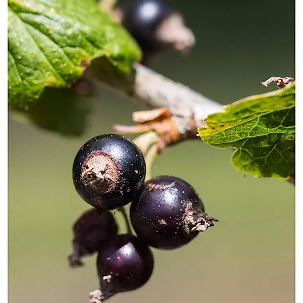 Schwarze Johannisbeere Little Black Giant 40-60cm - Ribes nigrum günstig online kaufen