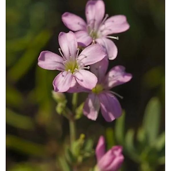 Purpurglöckchen Gypsy Deep Rose - großer Topf - Gypsophila muralis günstig online kaufen