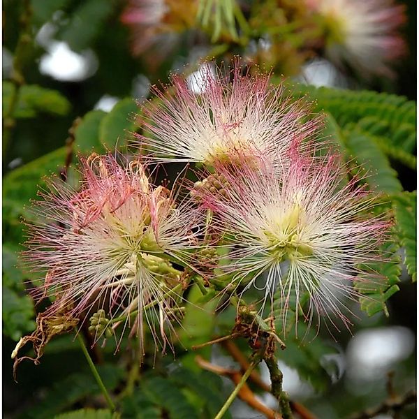 Seidenakazie Ombrella - Schlafbaum 30-40cm - Albizia julibrissin günstig online kaufen