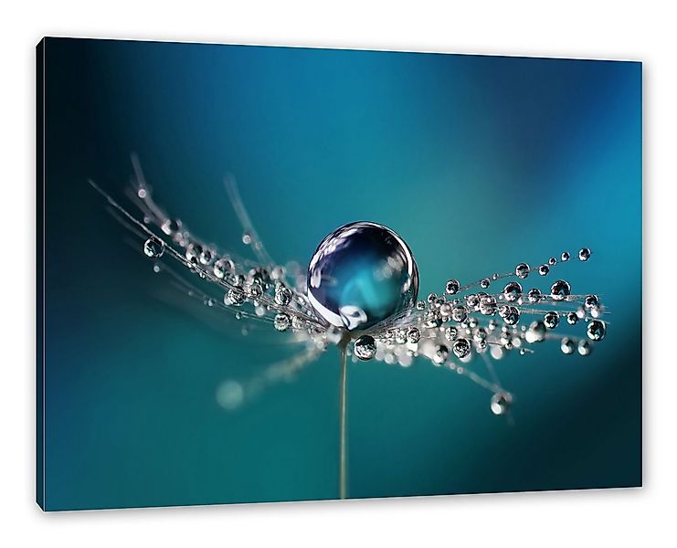 Pixxprint Leinwandbild Wassertropfen auf einer Pusteblume, Wassertropfen au günstig online kaufen