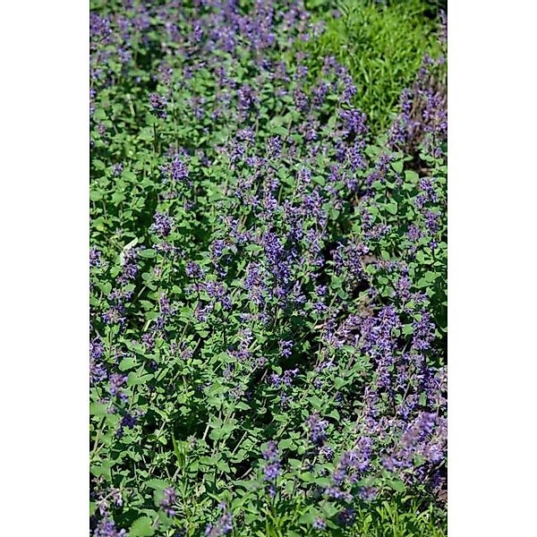 Nepeta Racemosa Odeur Citron Katzenminze Ca. 9x9 cm Topf günstig online kaufen