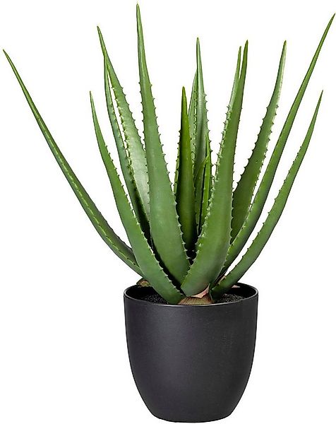 Künstliche Zimmerpflanze Aloe, Creativ green, Höhe 55 cm günstig online kaufen
