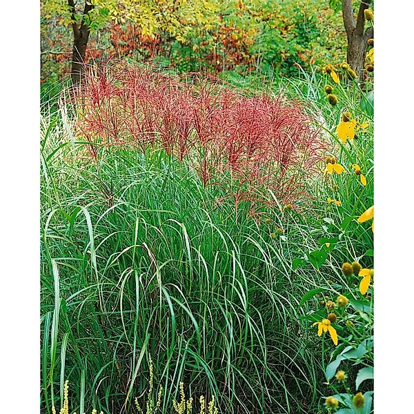 Miscanthus Sinensis Sirene Chinaschilf 7,5-10 Liter Container günstig online kaufen