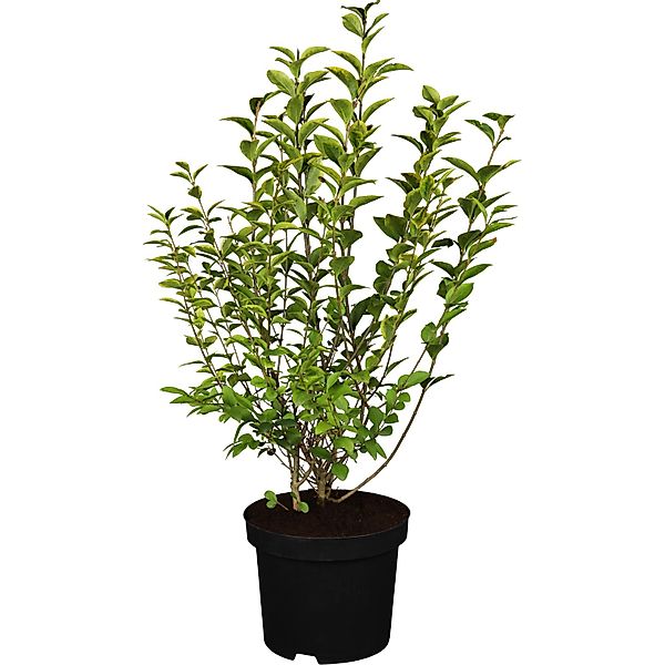 GROW by OBI Ovalblättriger Liguster Ligustrum ovalifolium günstig online kaufen