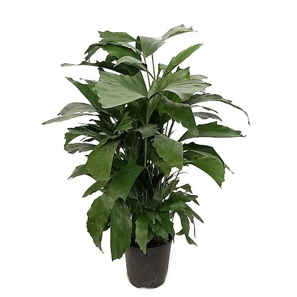 Exotenherz Fischschwanzpalme Caryota Mitis ca. 60-70cm hoch 14cm Topf günstig online kaufen