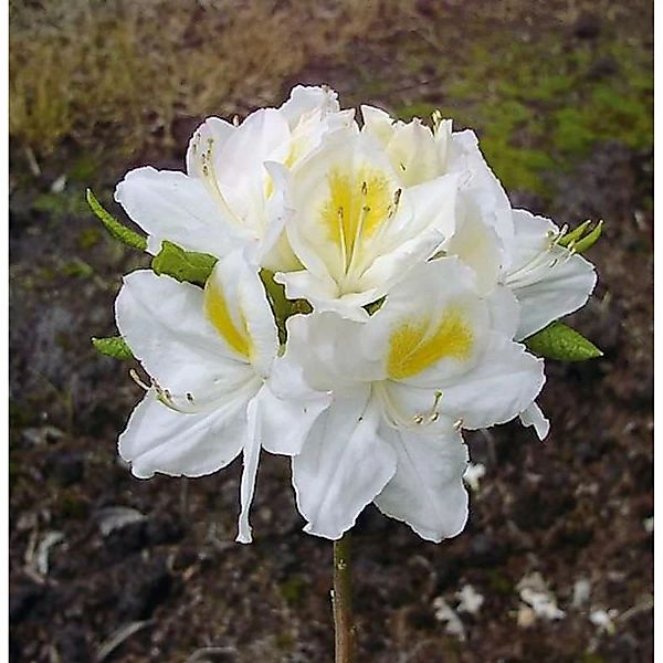 Azalee Persil 40-50cm - Rhododendron luteum - Alpenrose günstig online kaufen