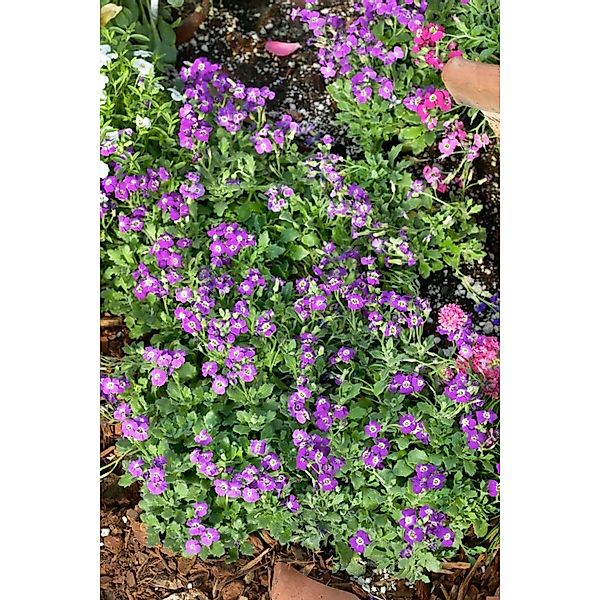Aubrieta X Cult. Bressingham Red Blaukissen Ca. 9x9 cm Topf günstig online kaufen
