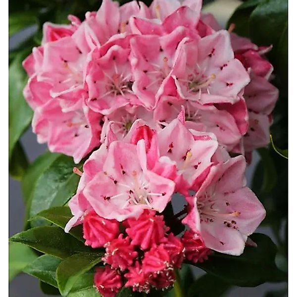 Großer Berglorbeer Olympic Fire 15-20cm - Kalmia,atifolia günstig online kaufen