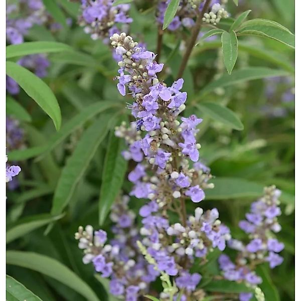 Mönchspfeffer Blue Diddley 30-40cm - Vitex agnus castus günstig online kaufen