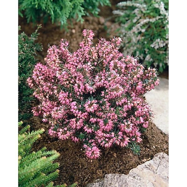 Erica Carnea Lohses Rubin Schneeheide günstig online kaufen