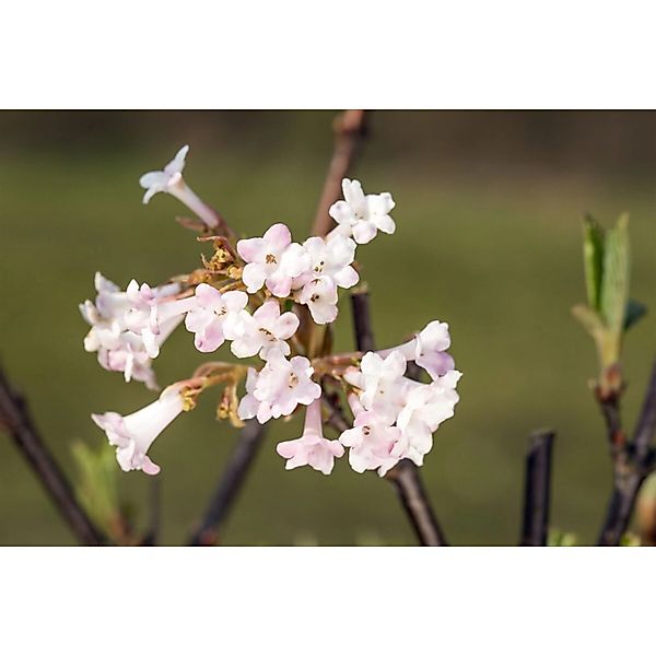 Viburnum Farreri Duftschneeball 125–150 cm Duftend günstig online kaufen