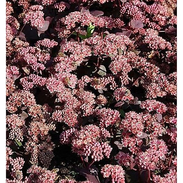 Prächtige Fetthenne Purple Emperor - Sedum spectabile günstig online kaufen