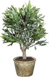 Kunstpflanze Olive, Creativ green, Höhe 70 günstig online kaufen