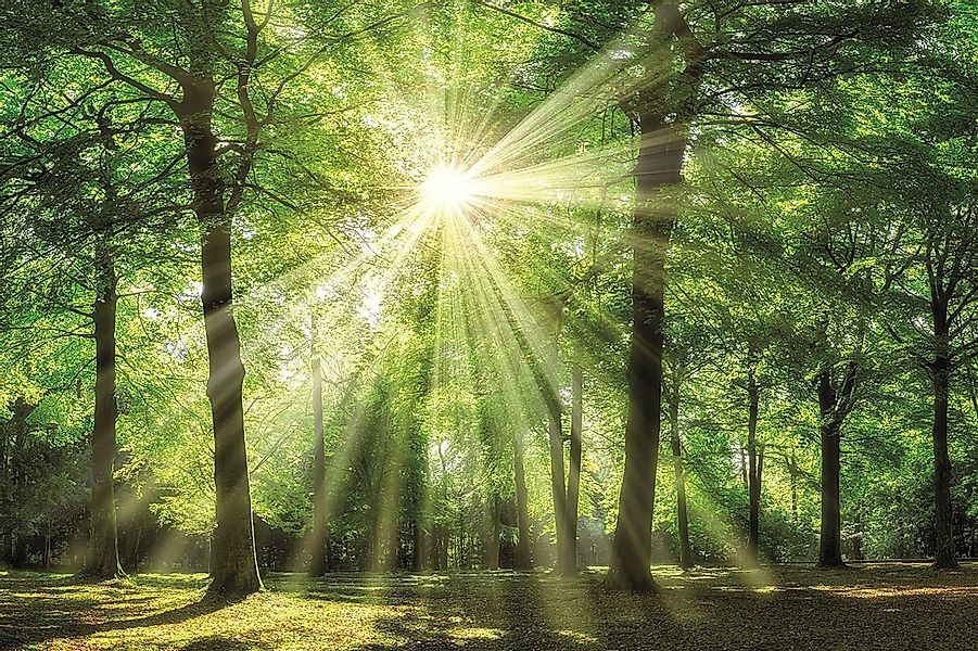 Bönninghoff Leinwandbild, Wald (1 St), BxH: günstig online kaufen