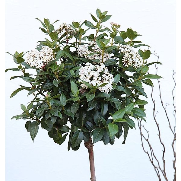 Hochstamm Wintergrüner Schneeball Winton 80-100cm - Viburnum hillieri günstig online kaufen