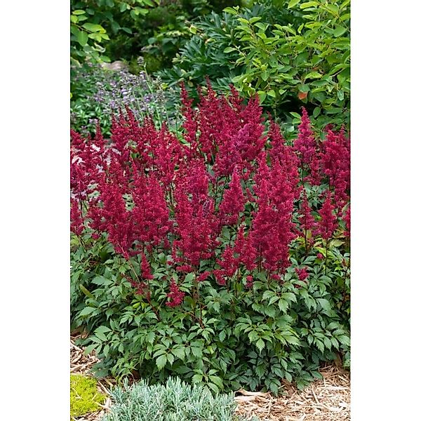 Astilbe Japonica Etna Prachtspiere Ca. 11x11 cm Topf günstig online kaufen