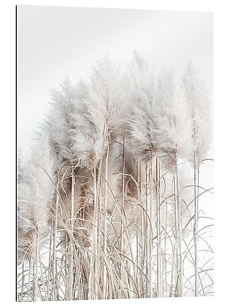 Posterlounge Wandbild Pampasgras I, Magda Izzard, günstig online kaufen