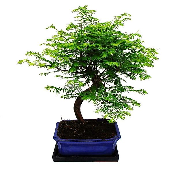 Exotenherz Outdoor-Bonsai Metasequoia Glyptostroboides Urwelt-Mmutbaum 23cm günstig online kaufen