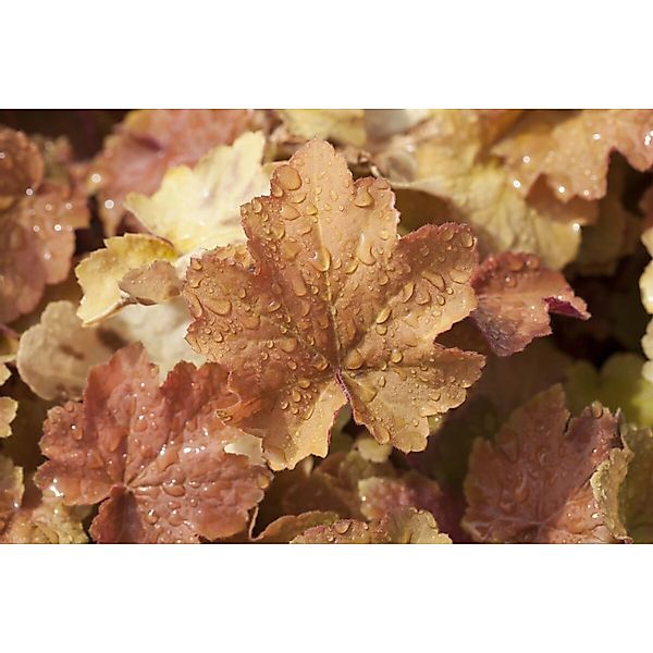 Heuchera Villosa Caramel R 2-3 Liter Container günstig online kaufen
