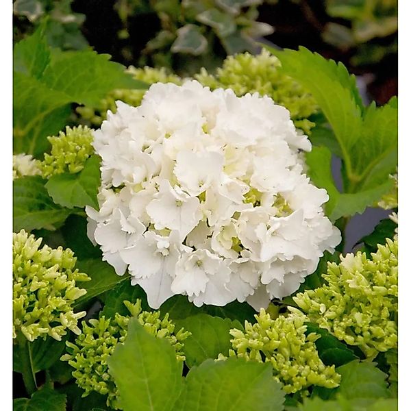 Bauernhortensie Bright White 30-40cm - Hydrangea macrophylla günstig online kaufen
