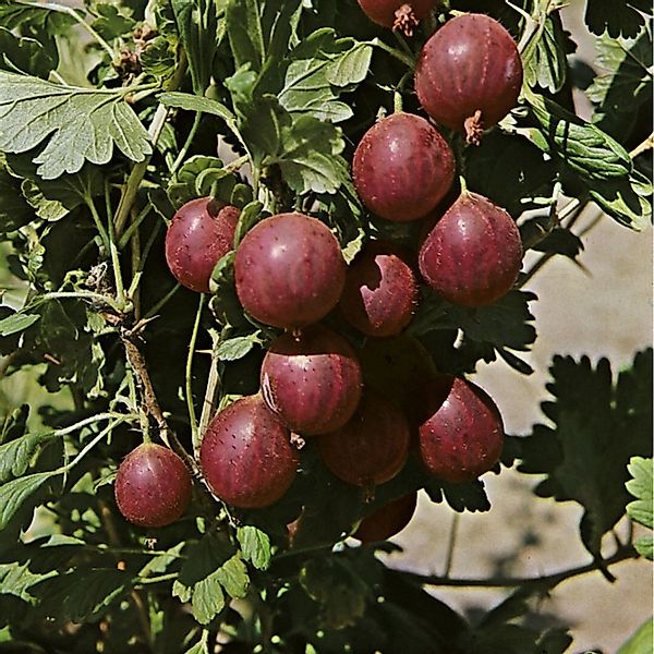Ribes Uva-Crispa Relina  Stachelbeere 40–50 Cm günstig online kaufen