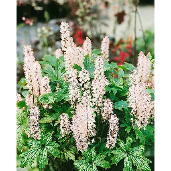 Tiarella Laciniata Pink Skyrocket R Ca. 11x11 cm Topf günstig online kaufen