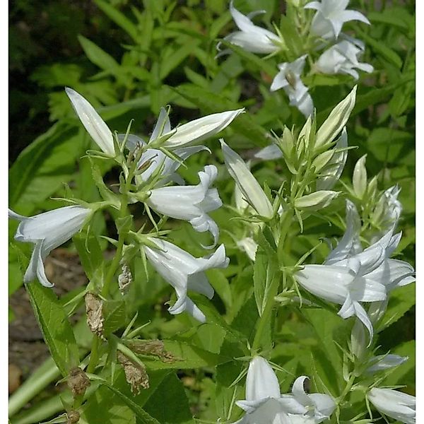 Waldglockenblume Alba - Campanula,atifolia günstig online kaufen