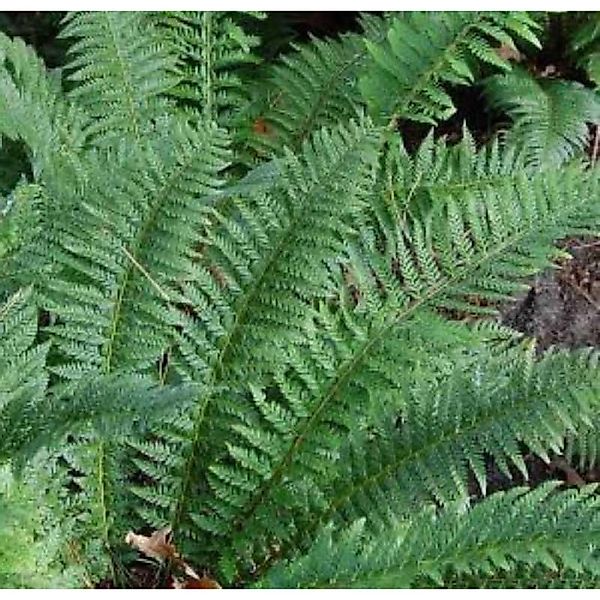 Glanzschildfarn - Polystichum aculeatum günstig online kaufen