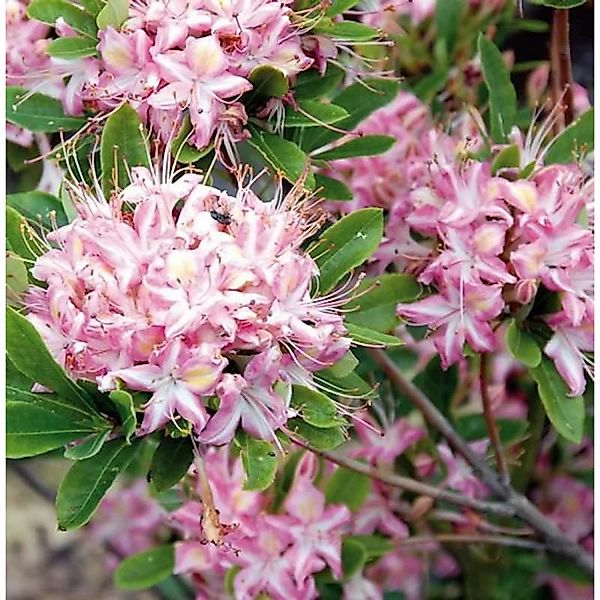 Rhododendron Ribbon Candy 30-40cm - Rhododendron viscosum günstig online kaufen