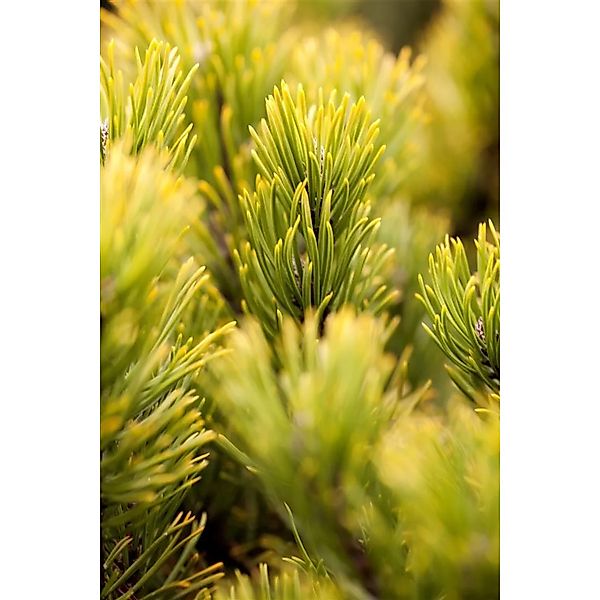 Pinus Mugo Ophir Bergkiefer Goldgelb 30–40 cm günstig online kaufen