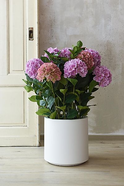 Kunstpflanze Kunststoff HYDRANGEA Rund - Rosa, günstig online kaufen