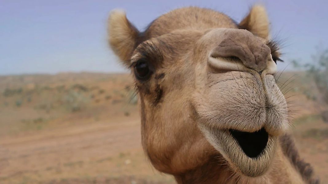 Papermoon Fototapete »Kamel« günstig online kaufen