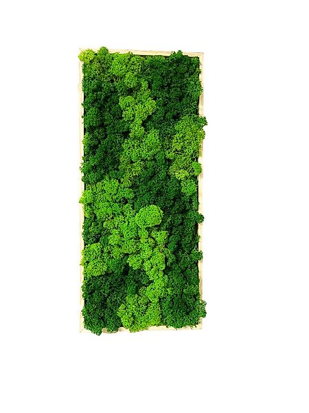 Gedankenwunder Manufaktur Bild Moosbild Rentiermoos Rechteck Rahmen Sorte I günstig online kaufen