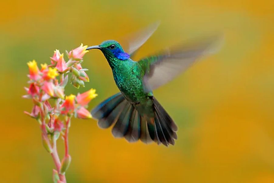 Papermoon Fototapete »Hummingbird Colibri Thalassinus« glatt günstig online kaufen