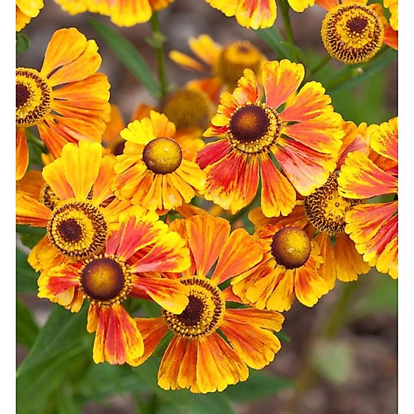 Sonnenbraut Flammenrad - Helenium günstig online kaufen