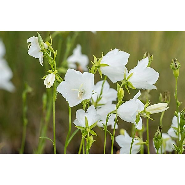 Campanula Persicifolia Grandiflora Alba Pfirsichblättrige Glockenblume Ca. günstig online kaufen