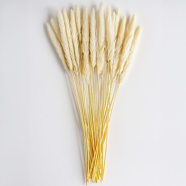 Kunstblume Getrocknetes Pampasgras im 40er Set, günstig online kaufen