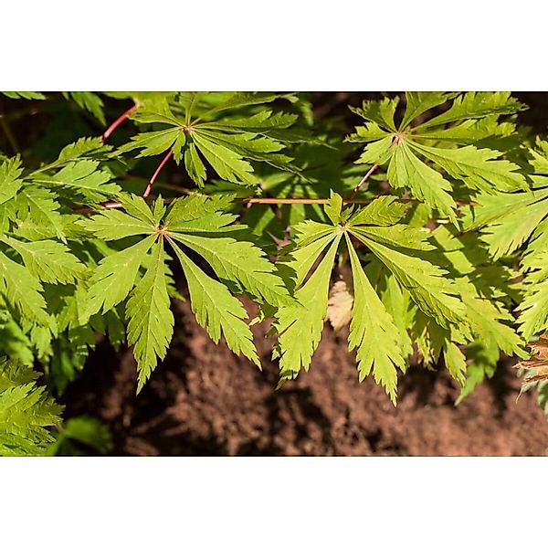 Acer Japonicum Aconitifolium Japanischer Ahorn 80–100 cm günstig online kaufen