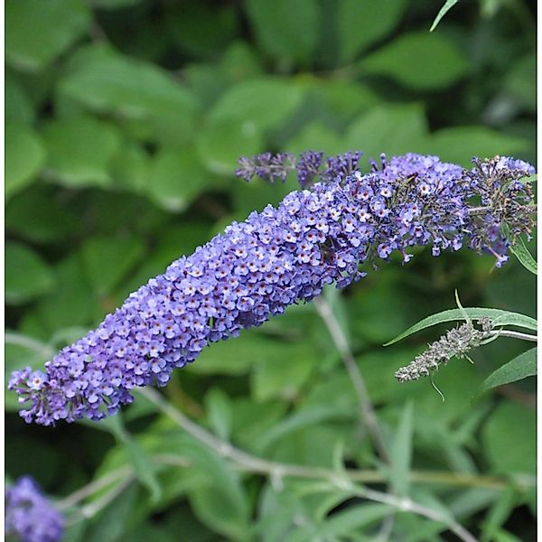 Schmetterlingsflieder Summer Bird Sky Blue 30-40cm - Buddleja günstig online kaufen