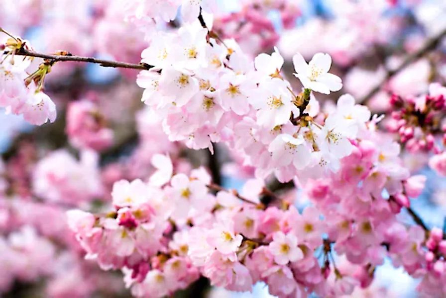 Papermoon Fototapete »Cherry Blossoms« günstig online kaufen