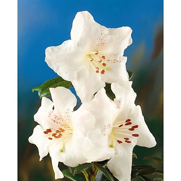 Rhododendron Arborescens Duftend 50–60 cm günstig online kaufen