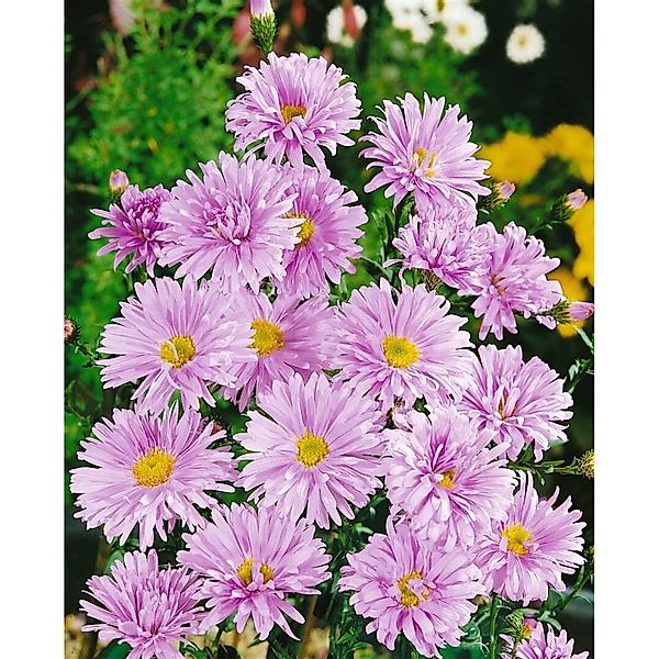 Aster Novi-belgii Glattblattaster Ca. 11x11 cm Topf günstig online kaufen