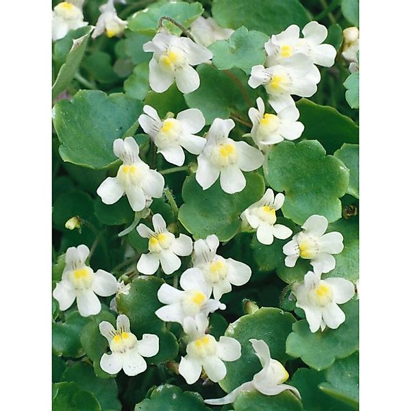 Cymbalaria Pallida Albiflora Weiß Ca. 9x9 cm Topf günstig online kaufen