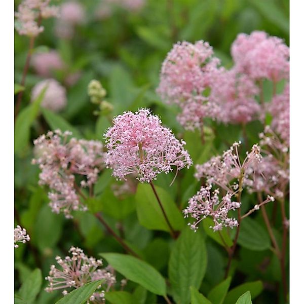 Säckelblume Marie Simon 60-80cm - Ceanothus pallidus günstig online kaufen